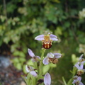 Ophrys apifera - 2002-05 Linars Linars 03 [1280x768].JPG