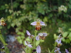 Ophrys apifera - 2002-05 Linars Linars 03 [1280x768]