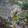Ophrys apifera - 2002-05 Linars Linars 02 [1280x768].JPG
