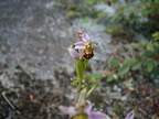 Ophrys apifera - 2002-05 Linars Linars 02 [1280x768]
