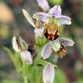 Ophrys apifera - 2002-05 Linars Linars 01 [1280x768]