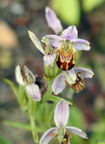 Ophrys apifera - 2002-05 Linars Linars 01 [1280x768]