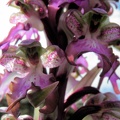 Himantoglossum robertianum - 2012-03-28 Aspremont 07 [1280x768].JPG