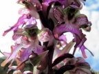Himantoglossum robertianum - 2012-03-28 Aspremont 07 [1280x768]