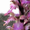 Himantoglossum robertianum - 2012-03-28 Aspremont 06 [1280x768].JPG