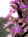 Himantoglossum robertianum - 2012-03-28 Aspremont 06 [1280x768]