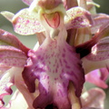 Himantoglossum robertianum - 2012-03-28 Aspremont 01 [1280x768].JPG