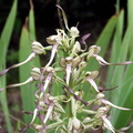 Himantoglossum hircininum 2002-06 Linars 04 [1280x768]