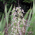 Himantoglossum hircininum 2002-06 Linars 03 [1280x768]