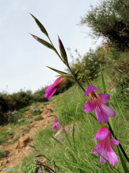 Gladiolus communis -1 [810x1080].jpg