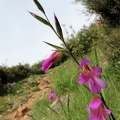 Gladiolus communis -1 [810x1080].jpg