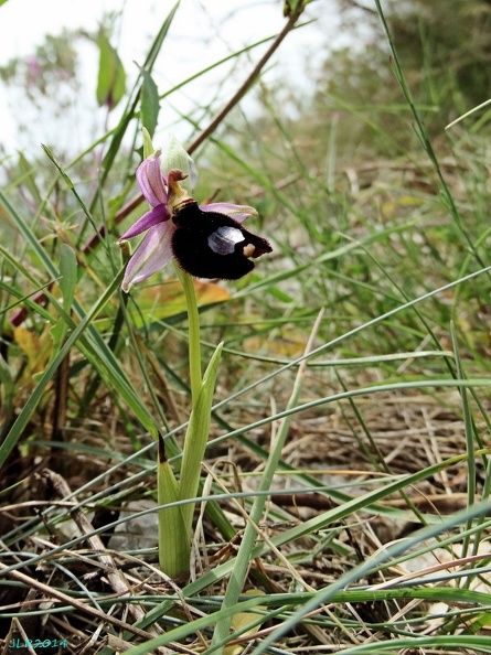 Ophrys Bertolonii-1 [810x1080].JPG