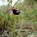 Ophrys Bertolonii-1 [810x1080]