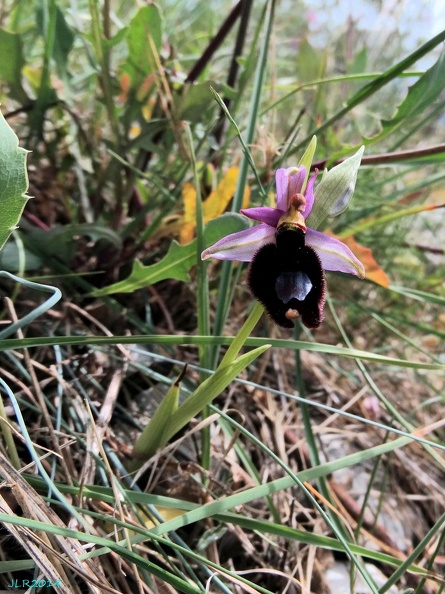 Ophrys Bertolonii-2 [810x1080].JPG