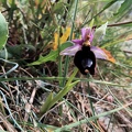 Ophrys Bertolonii-2 [810x1080]