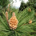 Pinus mugo [1440x1080]