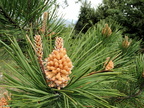 Pinus mugo [1440x1080]