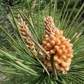 Pinus mugo -2 [1440x1080].jpg