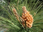 Pinus mugo -2 [1440x1080]