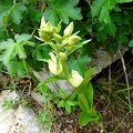 Cephalanthera damasonium-0001