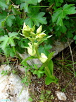 Cephalanthera damasonium-0001