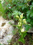 Cephalanthera