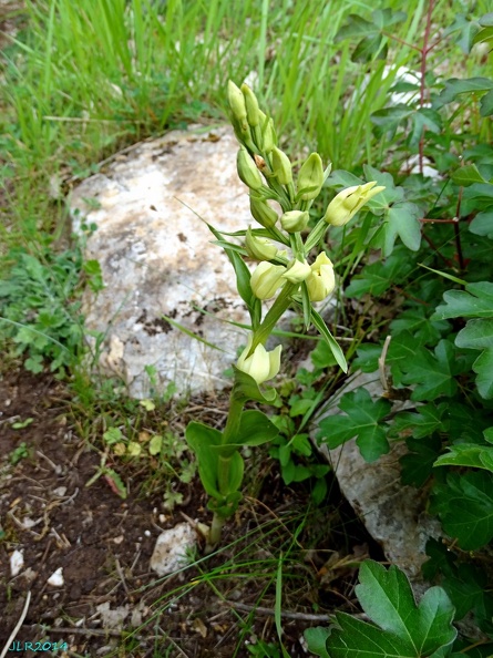 Cephalanthera longifolia-0003.JPG