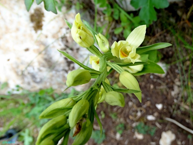 Cephalanthera longifolia-0004.JPG