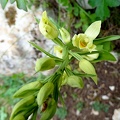 Cephalanthera damasonium-0004