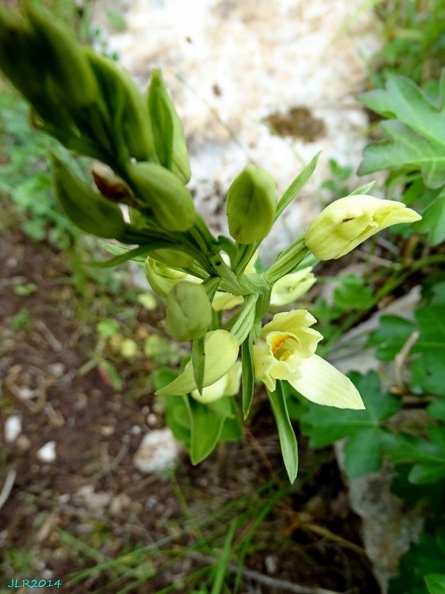 Cephalanthera longifolia-0005.JPG