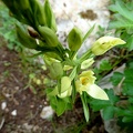 Cephalanthera damasonium-0005