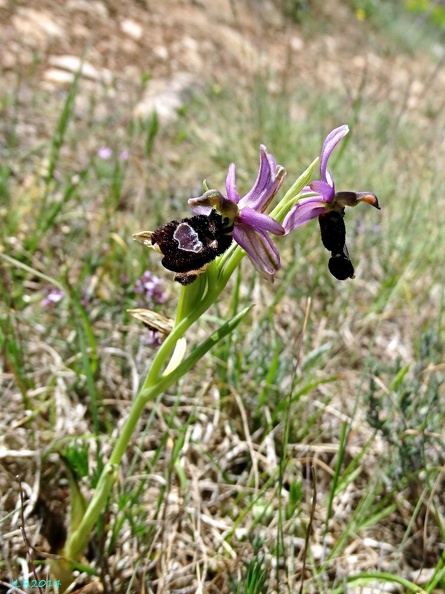 Ophrys bertolonii-0001.JPG