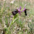 Ophrys bertolonii-0001.JPG