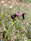 Ophrys bertolonii-0001