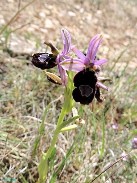 Ophrys bertolonii-0002.JPG