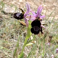 Ophrys bertolonii-0002