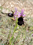 Ophrys bertolonii-0002