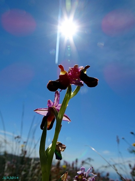 Ophrys bertolonii-0003