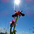 Ophrys bertolonii-0003