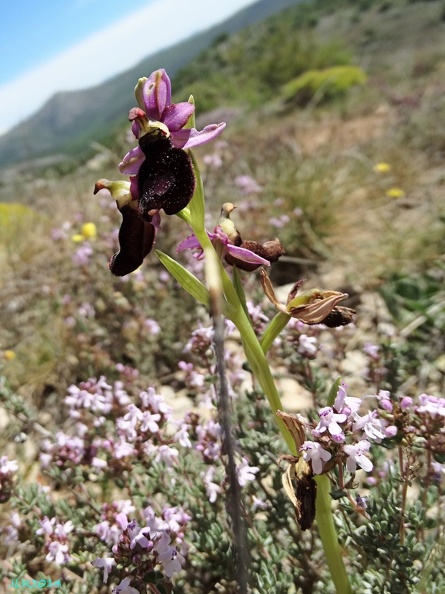 Ophrys bertolonii-0004.JPG