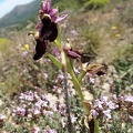 Ophrys bertolonii-0004