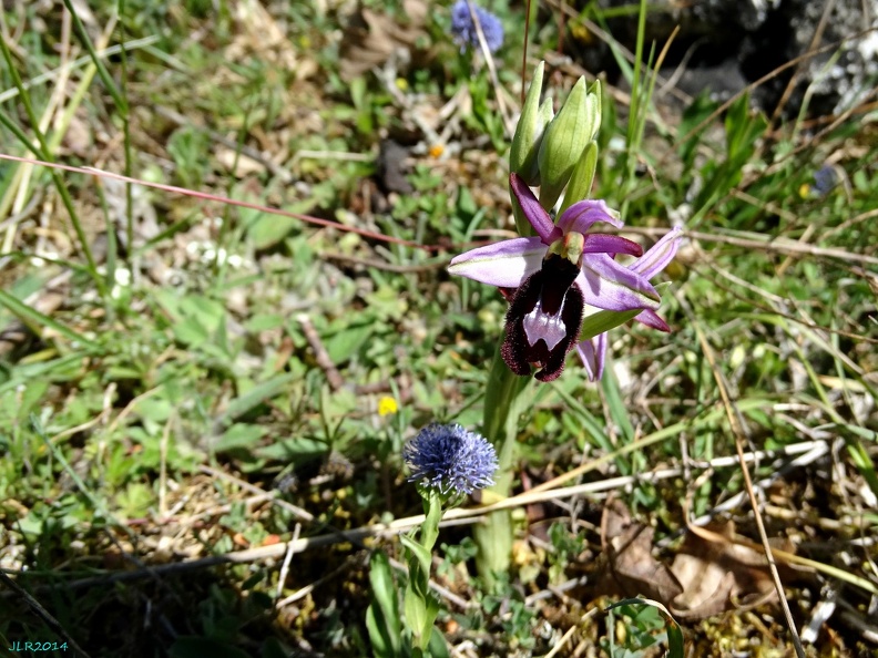 Ophrys bertolonii-0005.JPG