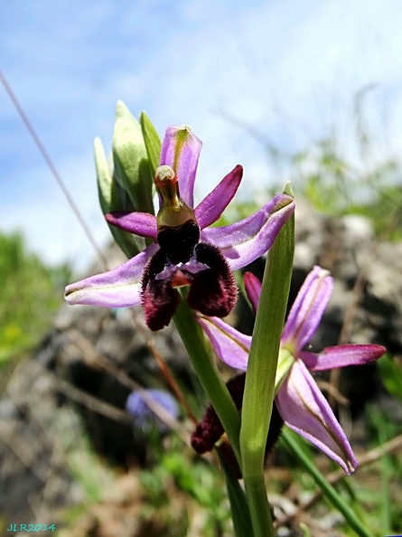 Ophrys bertolonii-0006.JPG