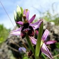 Ophrys bertolonii-0006