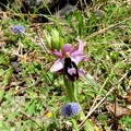 Ophrys bertolonii-0008