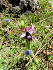 Ophrys bertolonii-0008