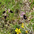 Ophrys bertolonii-0009