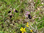 Ophrys bertolonii-0009