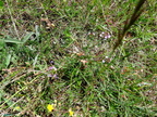 Ophrys bertolonii-0010