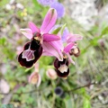 Ophrys Bertolonii [768x768]
